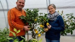 Hans Goldenits und seine Frau Anna sind Zitronenfans. Jetzt wachsen die gesunden Zitrusfrüchte sogar bei ihnen zu Hause in Tadten in einem Folientunnel. (Bild: Charlotte Titz)