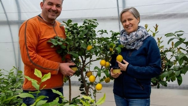 Hans Goldenits und seine Frau Anna sind Zitronenfans. Jetzt wachsen die gesunden Zitrusfrüchte sogar bei ihnen zu Hause in Tadten in einem Folientunnel. (Bild: Charlotte Titz)