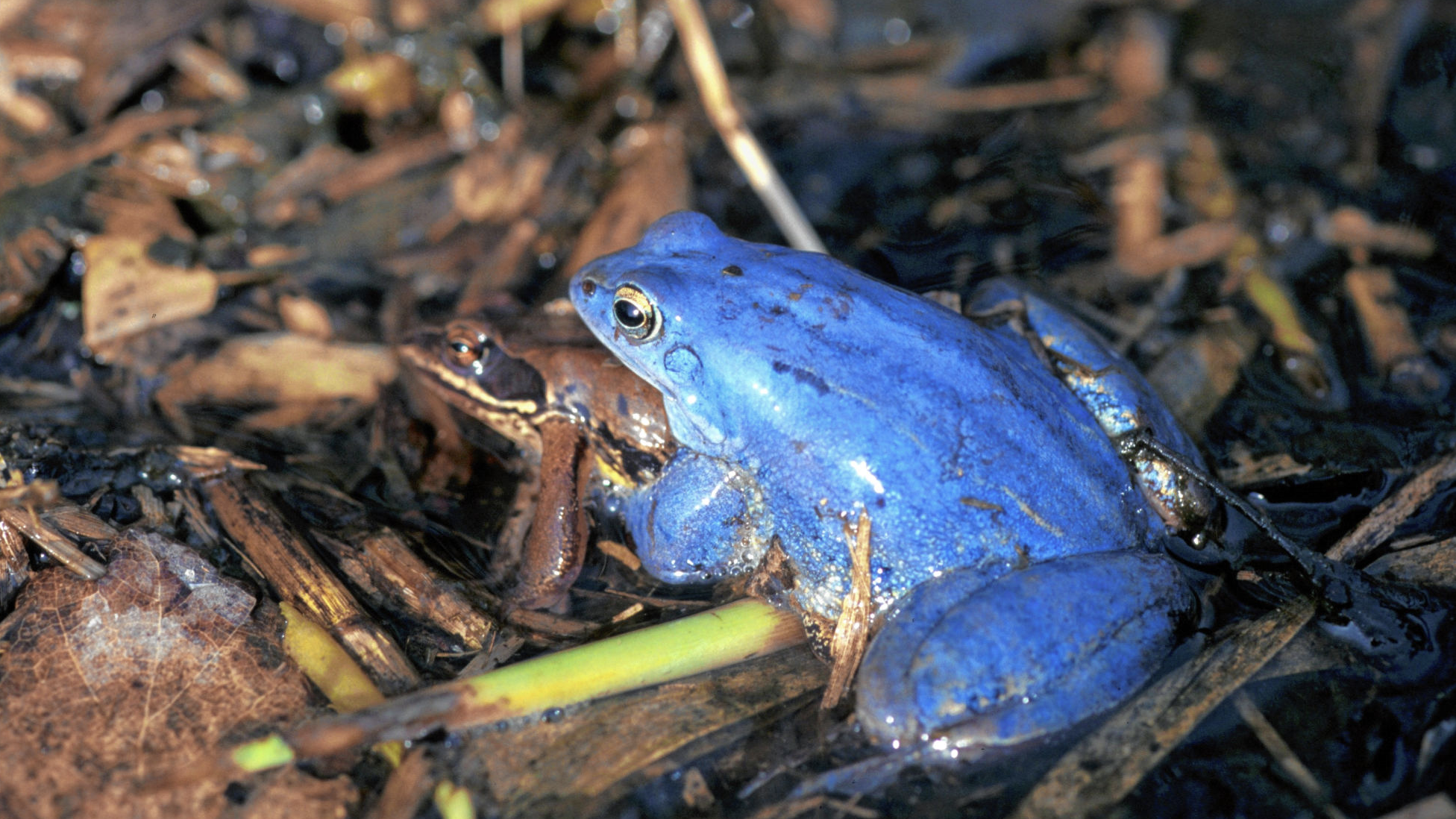 Ein blaues Froschmännchen. (Bild: Dietmar Streitmaier)