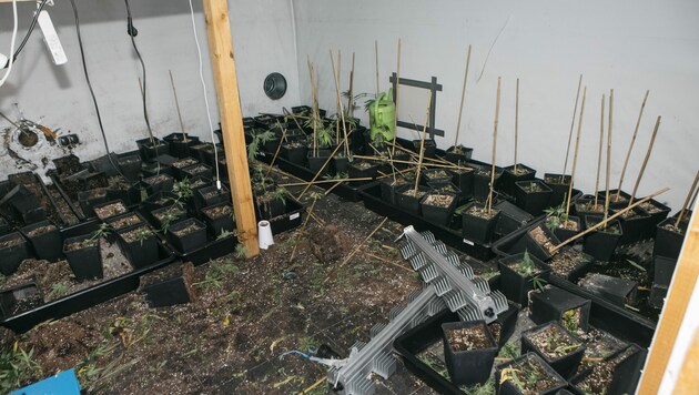 Die Täter haben sämtliche Hanfpflanzen abgeerntet. Dem nicht genug, wurden auch etliche hochwertige Wärmelampen entwendet. (Bild: mathis.studio)