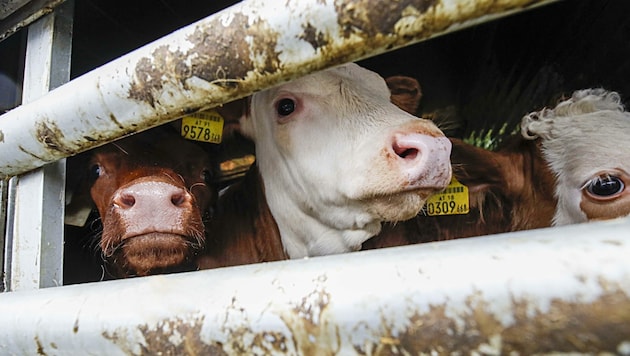 Das Tierschutzvolksbegehren setzt sich gegen Massentierhaltung, qualvolle Tiertransporte und für regionale Bauern ein. (Bild: Tschepp Markus)