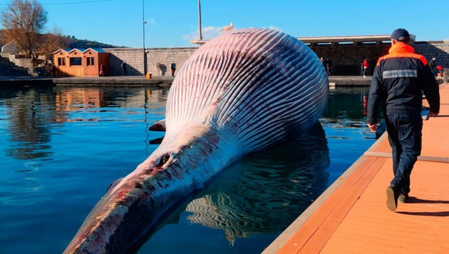 Eine echte Ausnahmeerscheinung ist dieser gigantische tote Wal in Neapel. (Bild: AFP)