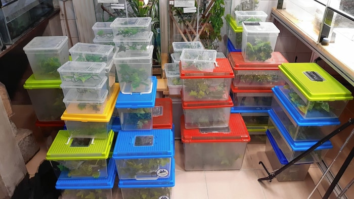 Die Exoten wurden in Transportboxen in den Tiergarten Schönbrunn gebracht.