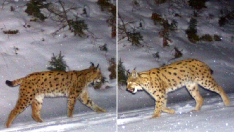 Fast ein Jahrhundert nach der Ausrottung ist der Luchs in unsere Wälder zurückgekehrt. (Bild: APA/FORST- UND LANDWIRTSCHAFTSBETRIEB DER STADT / Krone/KREATIV)