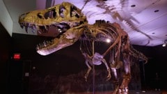 Das Skelett von Tyrannosaurus rex „Stan“ (gefunden in Buffalo) wurde im September 2020 im Rockefeller Center in New York City ausgestellt. (Bild: Angela Weiss / AFP)