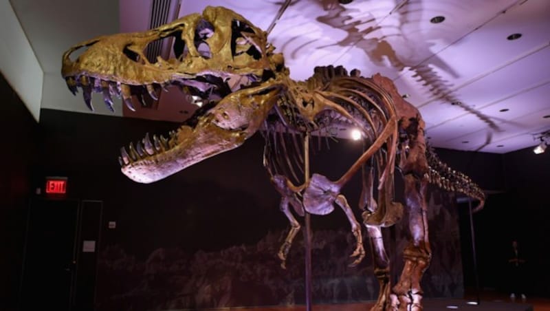Das Skelett von Tyrannosaurus rex „Stan“ (gefunden in Buffalo) wurde im September 2020 im Rockefeller Center in New York City ausgestellt. (Bild: Angela Weiss / AFP)