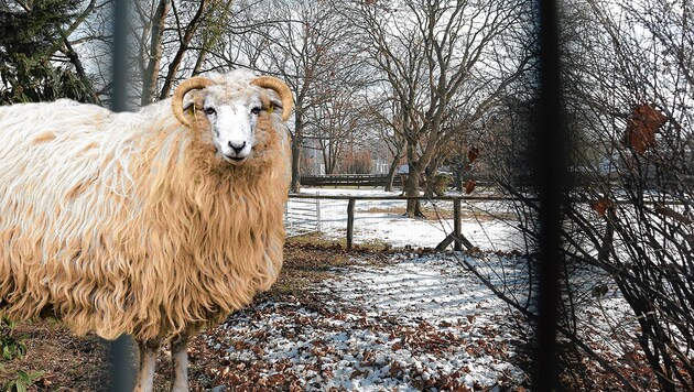 Zwei Schafe wurden in einem Streichelzoo in der Wiener Donaustadt geschlachtet. (Bild: MA 42 – Wiener Stadtgärten, Gerhard Bartel, Krone KREATIV)