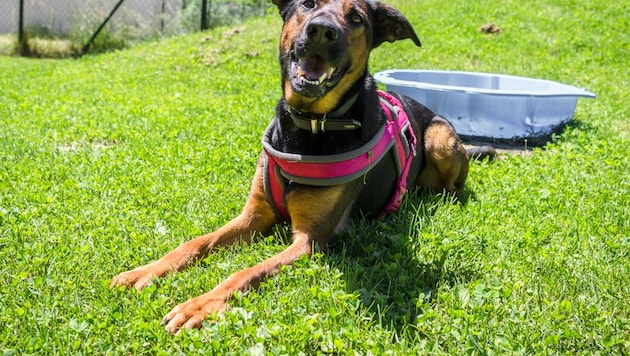 Aus noch ungeklärten Gründen endete für Roxy der Weg in ein neues Leben schon nach kurzer Zeit auf grausamste Weise. (Bild: Tiko Nina Zesar )