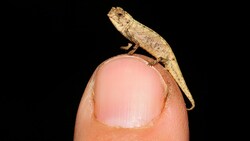 Mit einer Körperlänge von 13,5 mm ist dieses Nano-Chamäleon (Brookesia nana) das kleinste bekannte Männchen unter fast 11.500 Reptilienarten. (Bild: Frank Glaw, SNSB-ZSM)
