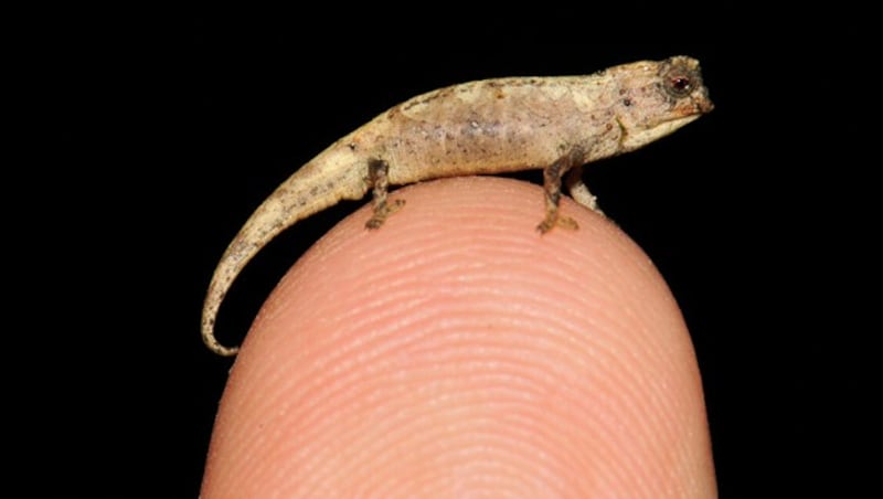 Das Männchen der Art Brookesia nana ist das kleinste erwachsene Reptil, das je gefunden wurde. (Bild: Frank Glaw, SNSB-ZSM)