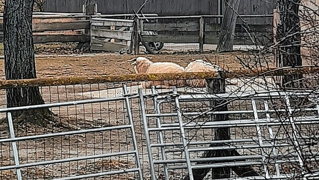 Die Schafe im Zoo sollen seit Montag extra bewacht werden. (Bild: Viktoria Graf)