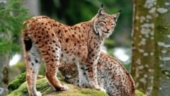 Der Luchs ist in Österreich regional vom Aussterben bedroht, warnt der WWF. (Bild: Josef Limberger)