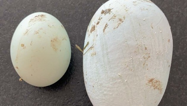 Das Giganten-Ei ist dreimal so groß wie der Durchschnitt (Bild: Sandra Wallner)