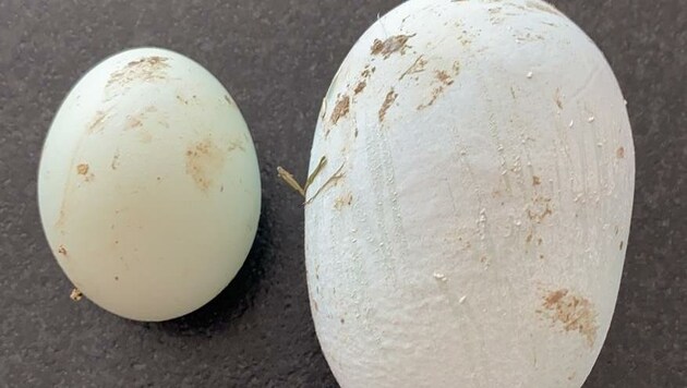 Das Giganten-Ei ist dreimal so groß wie der Durchschnitt (Bild: Sandra Wallner)