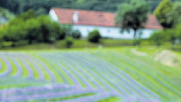 Auch im Mühlviertel soll bald Lavendel angebaut werden (Bild: Steiermark Tourismus/Harry Schiffer)