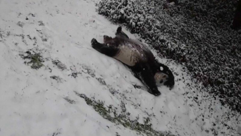 „Das Leben kann so schön sein“, denkt sich dieser Panda wohl ... (Bild: ruptly.tv)