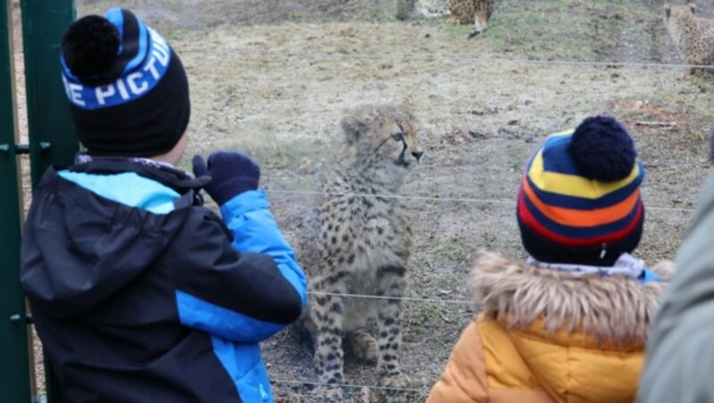 Endlich Besucher: Im Juni 2020 kamen vier Geparden in Schönbrunn zur Welt (Bild: Groh)