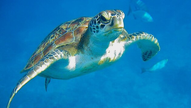 Traumziele rund um den Globus stehen für wagemutige Urlauber wieder hoch im Kurs. Die Kosten für Flug und Aufenthalt sind in der Krise deutlich geringer als sonst – Hürden und unangenehme Überraschungen „all inclusive“. Mitunter ist nicht einmal ein Test erforderlich. (Bild: Grammer Karl)