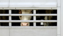 Laut Statistik exportierte Österreich mehr als 20 Millionen Stück lebendes Vieh. (Bild: stock.adobe.com)