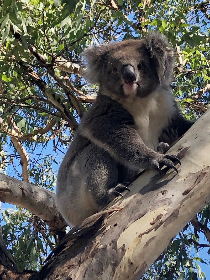 Schließlich wurde der Koala wieder in die Freiheit entlassen, allerdings fernab der Autobahn. (Bild: AP/Nadia Tugwell)