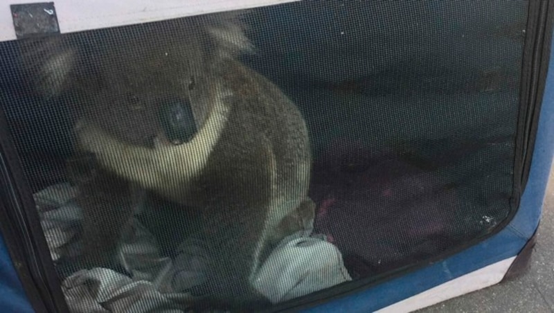 Die Tierschützer von der Adelaide Koala Rescue fingen das Beuteltier schließlich ein. (Bild: Nadia Tugwell)