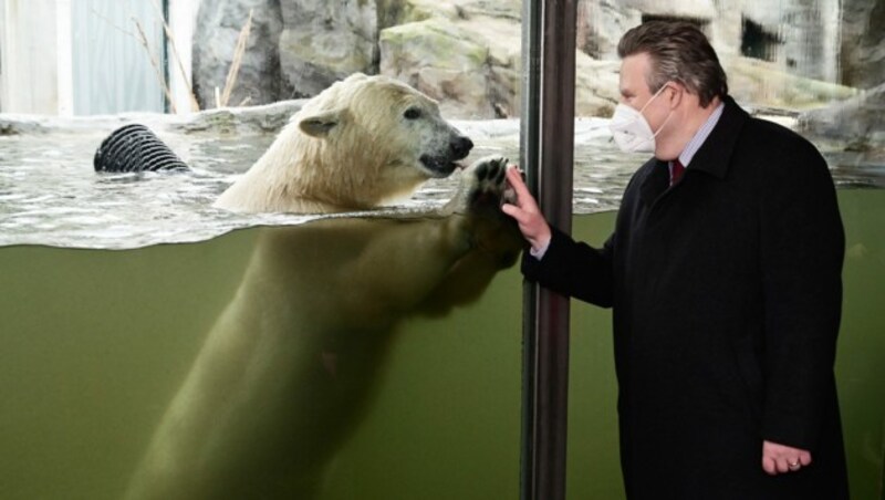 Nach dem Wunsch von Zoodirektor Hering-Hagenbeck ist Wiens Bürgermeister Michael Ludwig nun nicht mehr Pate von „Finja“ (hier bei einem Besuch 2021), sondern Pate von „Eisbären“. (Bild: C.Jobst/PID)