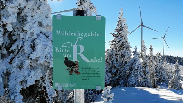 Rund um die Windräder auf der Pretul leben viele Birkhühner. Sie werden oft von Wintersportlern gestört. (Bild: ÖBf-Archiv/S. Danczul)