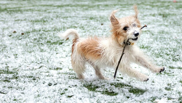 Hund „Dilyn“ beim Spielen im Schnee (Bild: Pippa Fowles /No 10 Downing Street)