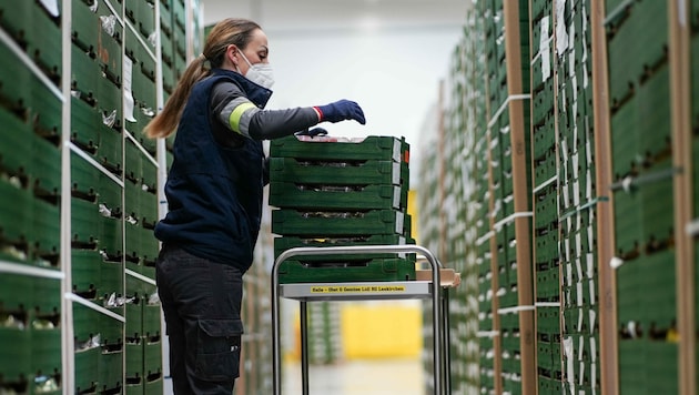 Rund 300 Mitarbeiter sind im Logistikzentrum des Lebensmittelhändlers in Laakirchen beschäftigt. (Bild: Markus Wenzel)