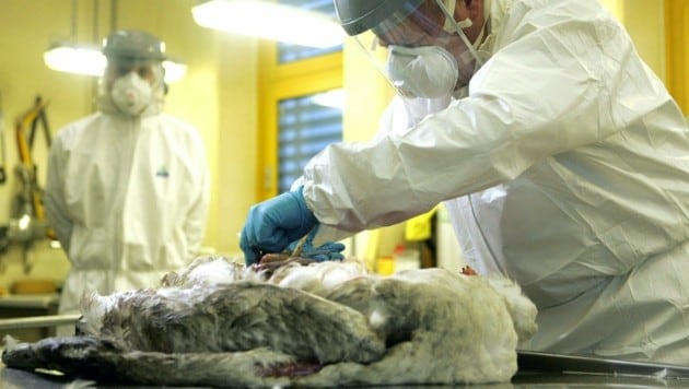 Ein Pathologe der AGES bei der Entnahme von Gewebeproben aus einem toten Schwan. (Bild: APA/Roland Schlager (Archivbild))