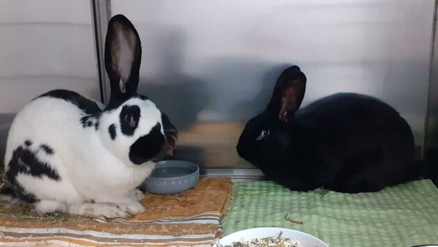 Die zwei Kaninchen erholen sich im Tierheim von ihrer Erkrankung. (Bild: Tierschutzverein St. Pölten)
