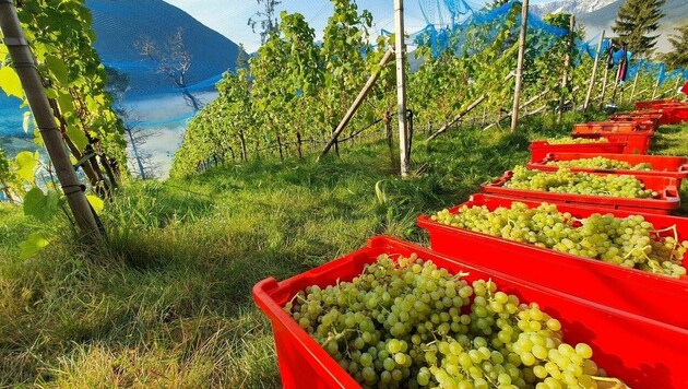 Im Frühjahr statten die Oberösterreicher mit der Szent-István-Universität in Ungarn den ausgewählten Weingarten mit Sensoren aus. (Bild: Hubert Daum)