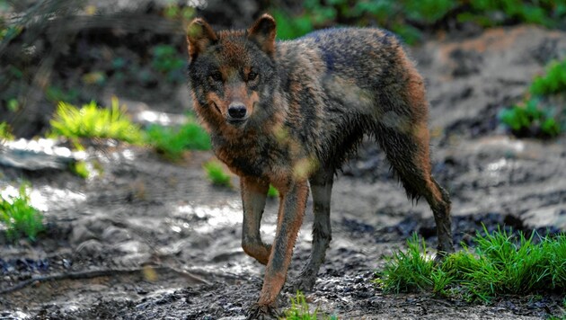Sollte der Wolf in die Falle gehen? Land, BH und Jägerschaft müssen die Causa nun klären. (Bild: REUTERS)