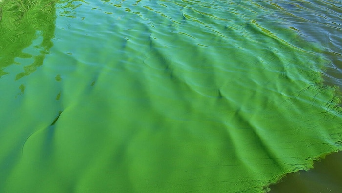 Eine Ansammlung von Blaualgen auf einem Baggersee