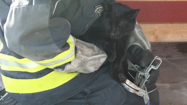 Kater „Raul“ war in einer verbotenen Schlagfalle festgesteckt, Feuerwehrleute bargen ihn unter einer Bank und brachten ihn zum Tierarzt, der ihn von dem quälenden Stück Metall befreite. (Bild: ZVG)