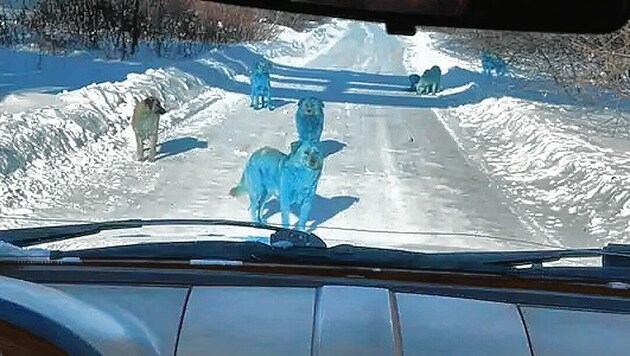 Dieses Foto schoss ein Autofahrer im russischen Dserschinsk. Anfangs glaubte er, er bilde sich die blauen Hunde nur ein. (Bild: VK)
