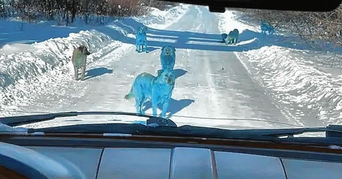 Schuld ist Chemikalie - Rätsel um blaue Hunde in Russland ...