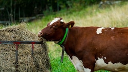 Nach den jüngsten Skandalen in Mastbetrieben plant Österreichs Regierung nun ein Tierhaltungskennzeichen, das bis Ende des Jahres erarbeitet werden soll (Symbolbild). (Bild: henjon/stock.adobe.com)