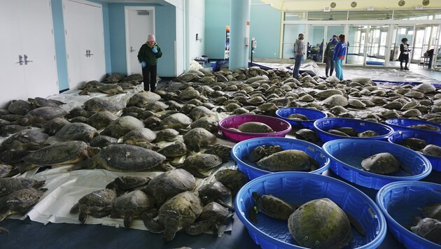 Tausende Grüne Meeresschildkröten und Atlantik-Bastardschildkröten überwintern im Kongresszentrum von South Padre Island in Texas. (Bild: AP)