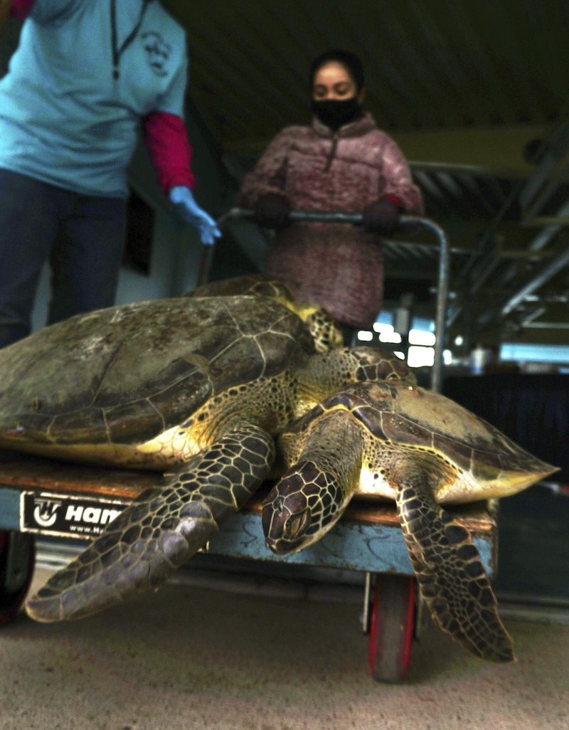 Mitarbeiter der Organisation Sea Turtle Inc. bringen die unterkühlten Tiere ins Warme. (Bild: AP)