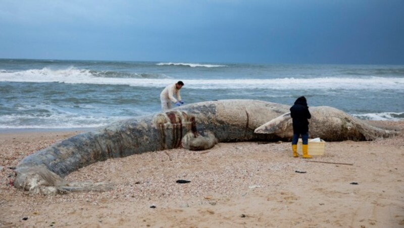 (Bild: Associated Press)