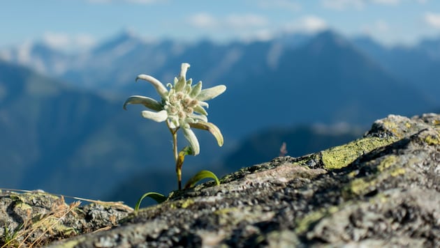 Wie das Edelweiß gehört auch der Dialekt zu Tirol dazu. (Bild: stock.adobe.com)