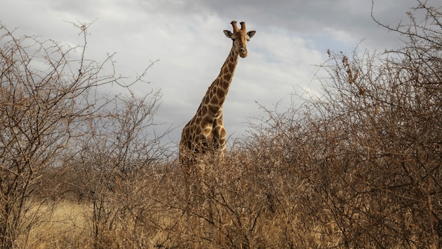 Eine Giraffe in Südafrika (Bild: AFP)