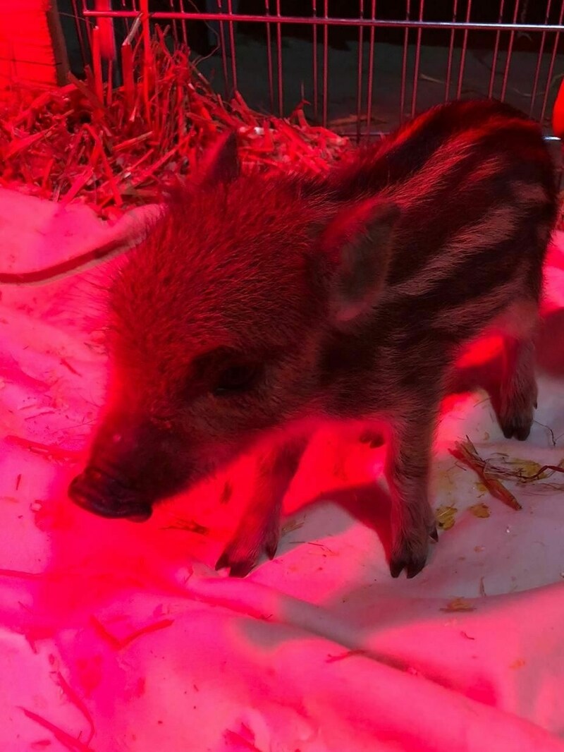 Babykeiler „Albert“ (Bild: APA/TIERSCHUTZ AUSTRIA)