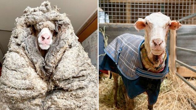 Über die Jahre in der Wildnis hat „Baarack“ 35 kg Wolle angesammelt. Jetzt wurde das Schaf geschoren. (Bild: facebook.com/edgarsmission, Krone KREATIV)