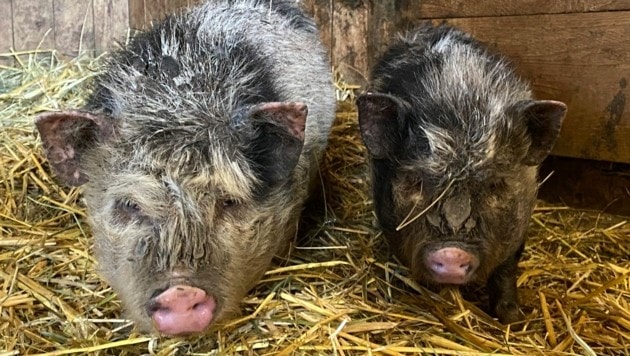 Die zwei Minischweine dürften schon Tage sich selbst überlassen gewesen sein. (Bild: Pfotenhilfe)