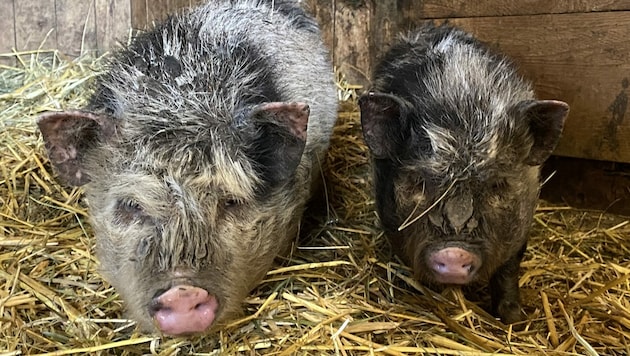 Die zwei Minischweine dürften schon Tage sich selbst überlassen gewesen sein. (Bild: Pfotenhilfe)