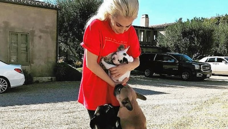 Zwei von Lady Gagas Hunden wurden entführt. (Bild: instagram.com/ladygaga)