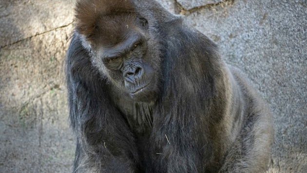 Gorilla (Symbolbild) (Bild: AP)
