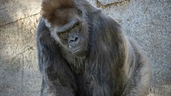 Gorilla (Symbolbild) (Bild: AP)